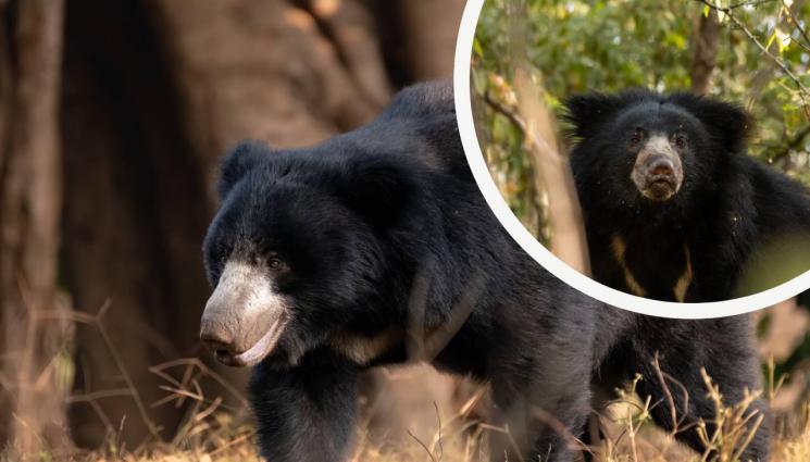 бърнеста мечка - НЕЛЕП КРАЙ: Три бърнести мечки починаха от студ в самолет