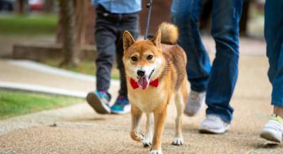 куче оживено място