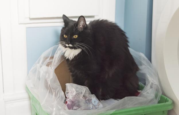 котка играе с боклук