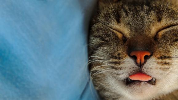 Защо котката ми заспива с изплезен език
