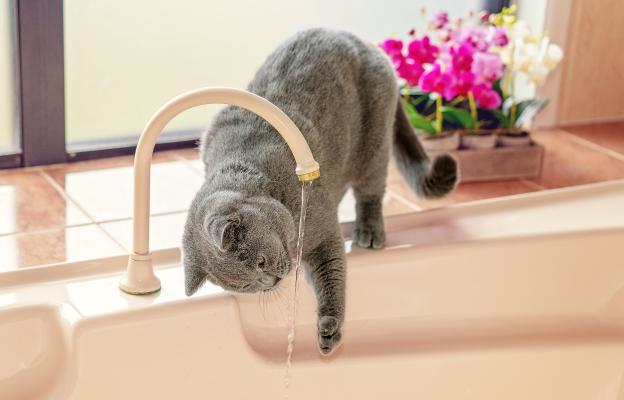 котки и вода