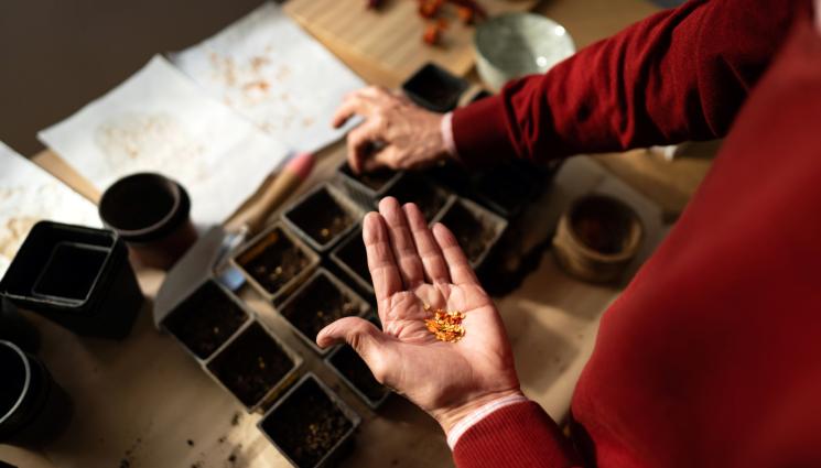 семена - Агро Телеграф: Пиперът покълва при температура от поне 27°C