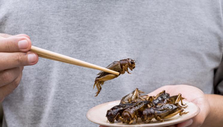 щурци - Агро Телеграф: Сушени щурци изместват пържолата