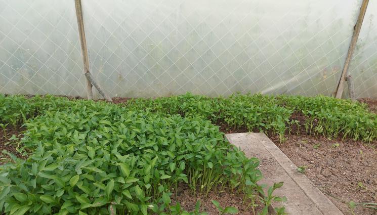 разсад - Агро Телеграф: Гъбички и влага съсипват разсада