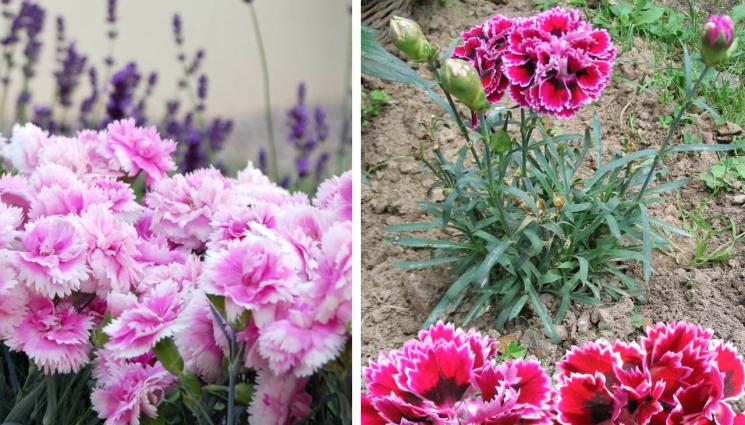 карамфил - Агро Телеграф: Карамфилът грее от юли до октомври