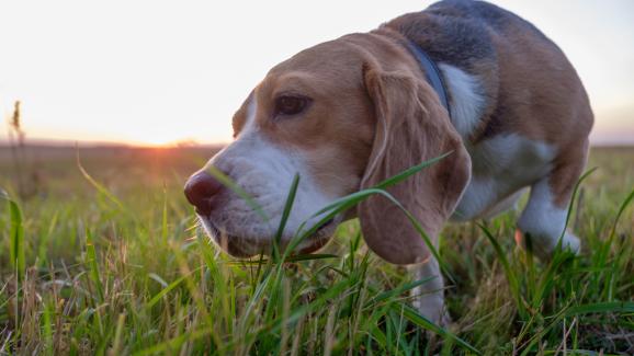 5 причини защо кучетата ядат трева
