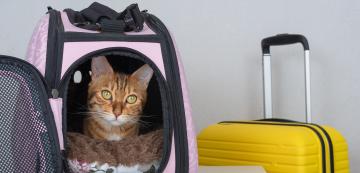 Как да се подготвим за първото оставяне на котката в хотел