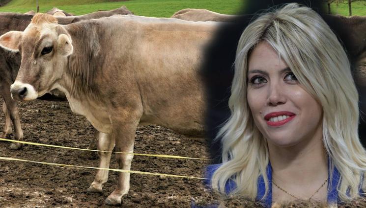 крава Уанда Нара Симона - Жена за жената: Италианка разцепи вулгарно Уанда Нара