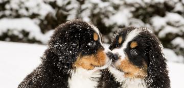 10 породи снежни кучета, които обожават зимното време (СНИМКИ)