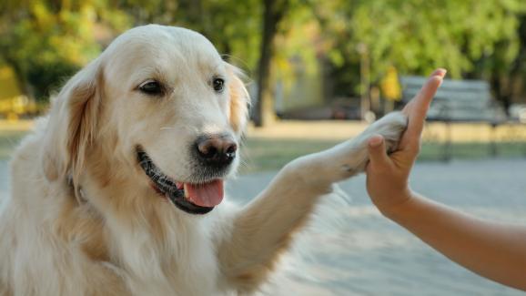 Как да научим кучето си да дава лапа