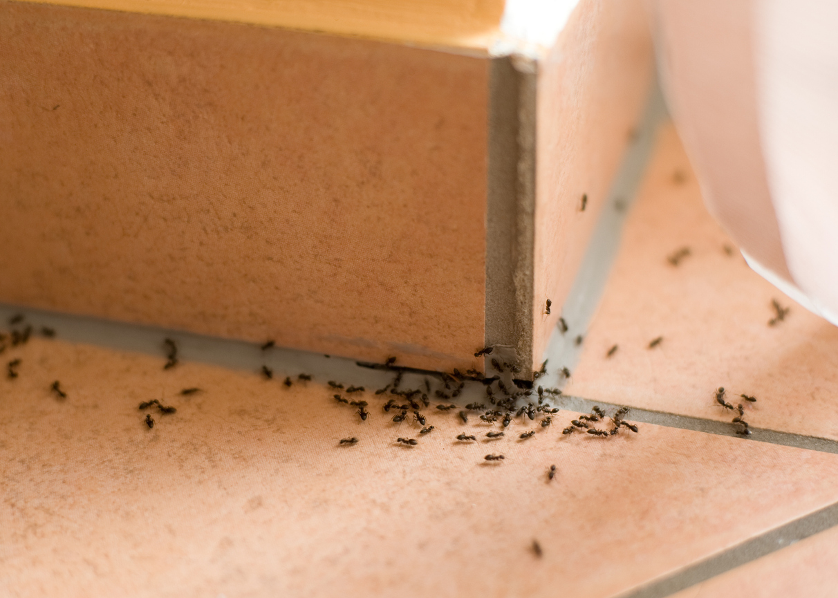 <p><strong>2. Спиране на мравки</strong> - поставянето на малко сол на пода ще спре мравките да я преминат. Ако навън има мравки, помислете за поставяне на сол до входовете на вратите.</p>