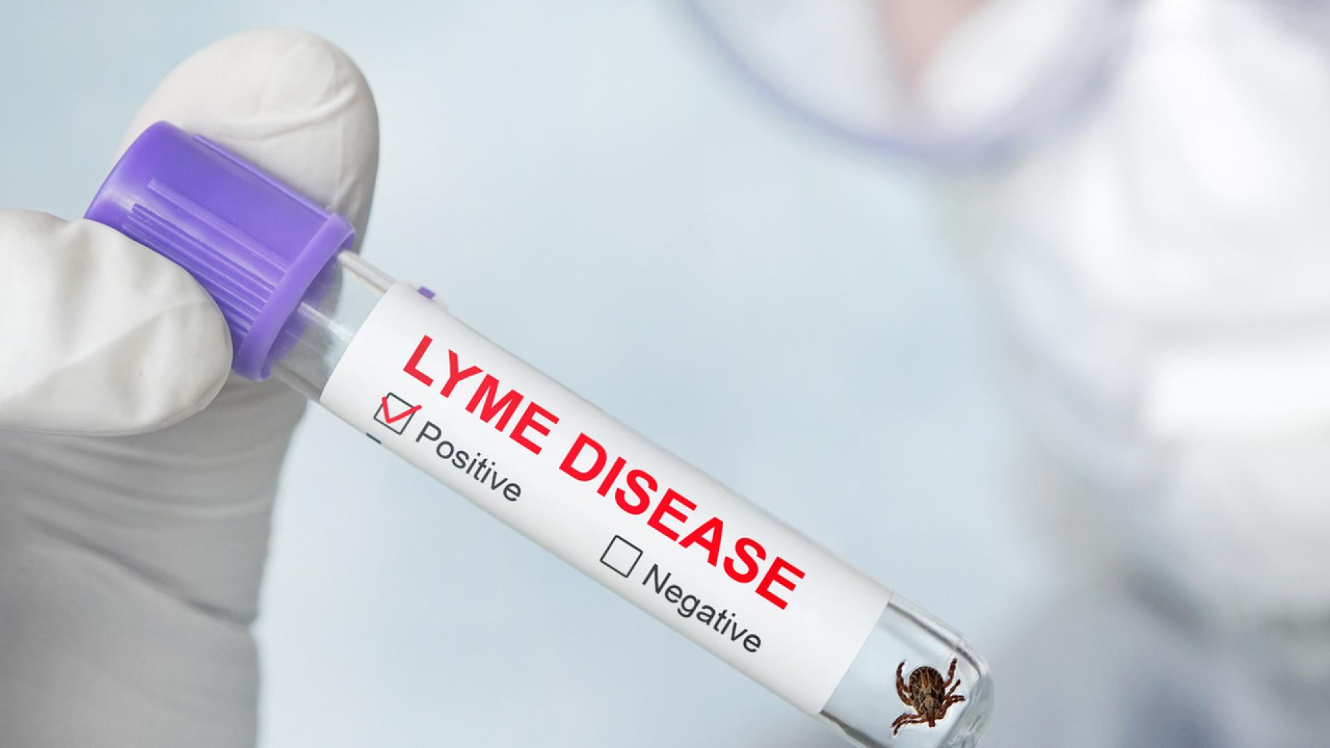 Ръст на случаите на лаймска болест у нас От началото