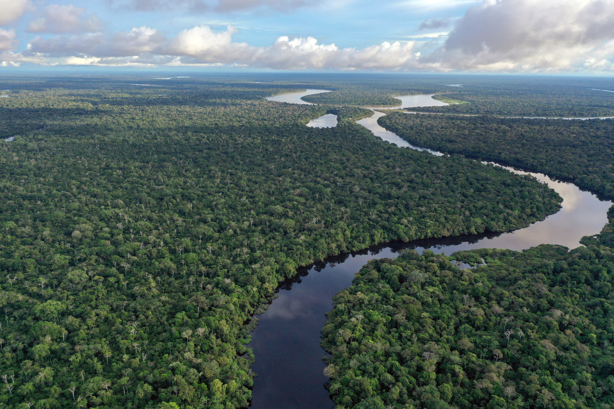 <p>Амазонска тропическа гора - голяма част от тропическите гори там остават неизследвани и до днес</p>