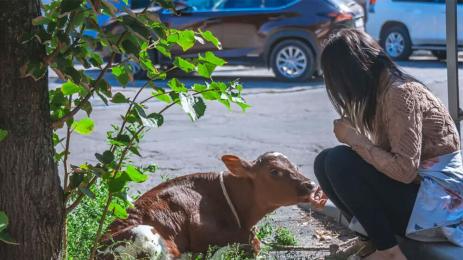 теле Червен площад