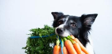 8 от най-полезните зеленчуци за кучетата