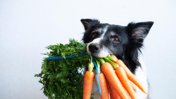 8 от най-полезните зеленчуци за кучетата