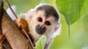 Откраднаха 12 катеричи маймуни от зоопарк в Луизиана