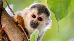 Откраднаха 12 катеричи маймуни от зоопарк в Луизиана