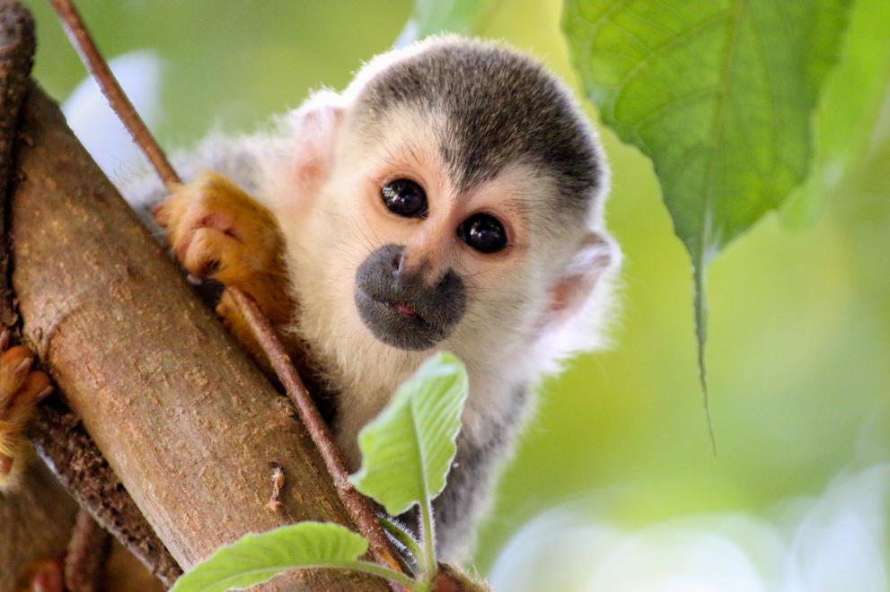 Дванадесет катеричи маймуни (обикновени саймири) бяха откраднати от зоопарк в