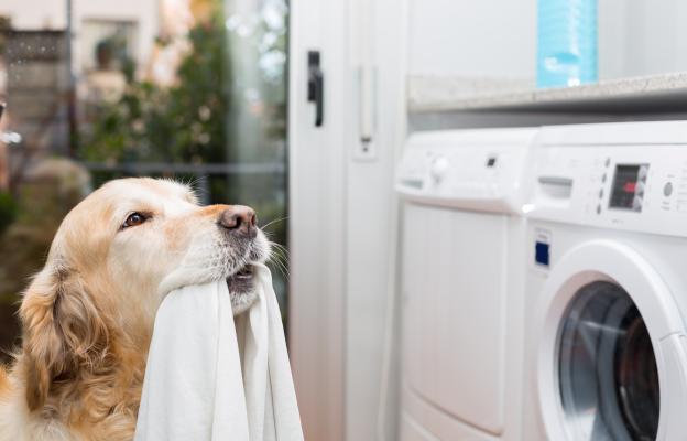 куче мръсно пране