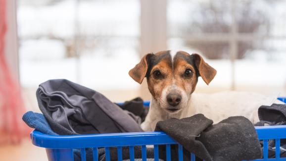 Защо кучетата обичат да играят с мръсното ни пране
