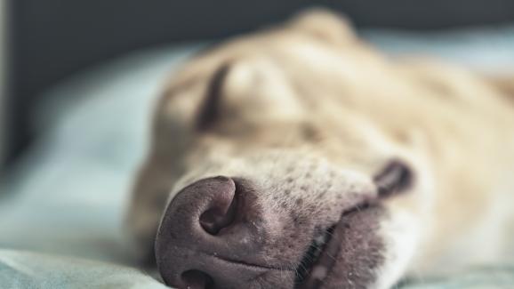 Защо понякога кучетата лаят в съня си