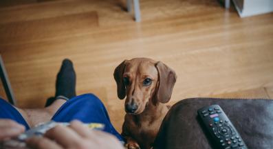 куче проси храна