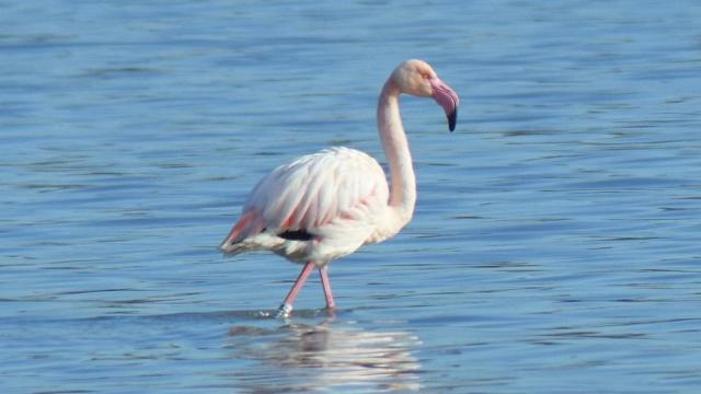 Скъпи гости: Розово фламинго в изобилие отново краси Атанасовското езеро (ГАЛЕРИЯ)