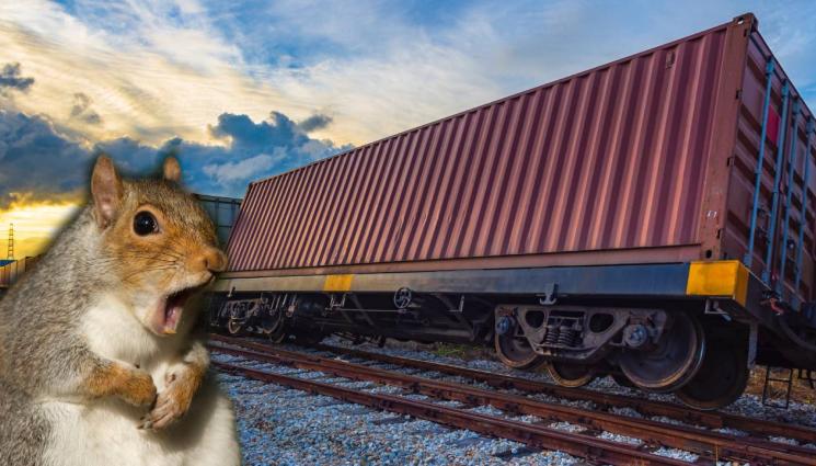 катерица влак - ТЮРЛЮГЮВЕЧ: Заблудена катерица спря влаковете на цял град