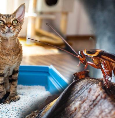 котка хлебарка