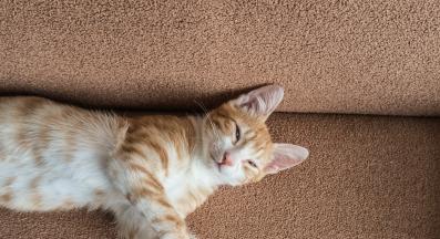 котка у дома