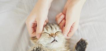 6 ползи от масажирането на котката