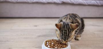 Имат ли котките нужда от прием на витамини