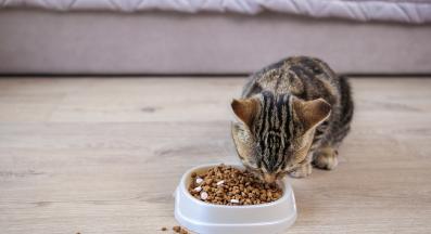 котка и хапчета