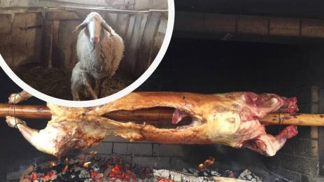 агне агнешко