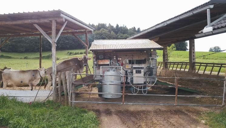 крави мандра - Агро Телеграф: Изхвърляме мляко от крави с мастит