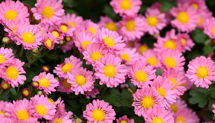 астрите - Агро Телеграф: Сеем невен, астра и петуния