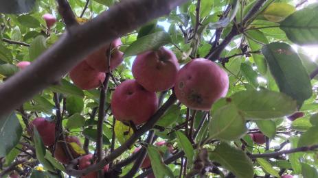 ябълки джуджета