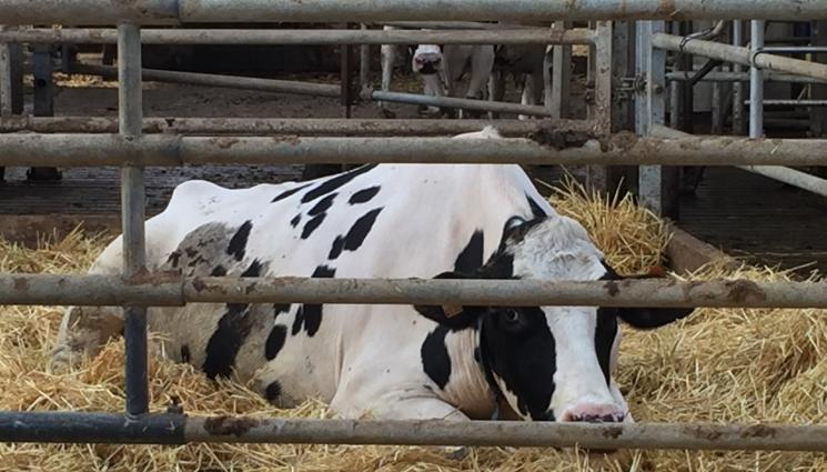 фуражи - Агро Телеграф: Ограничават неоникотиноиди във вносните фуражи