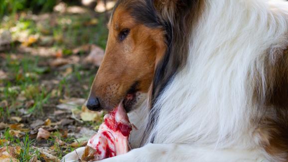Безопасно ли е да даваме на кучето си ребрени кости?