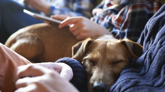7 причини защо кучето обича да дремва върху вас