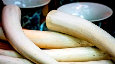 слонова кост