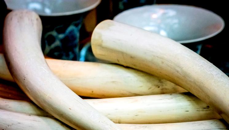 слонова кост - АКЦИЯ: Виетнам хвана 600 килограма контрабандна слонова кост от Африка