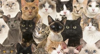 различни породи котки