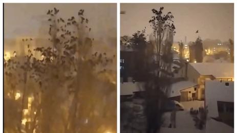 птици Турция