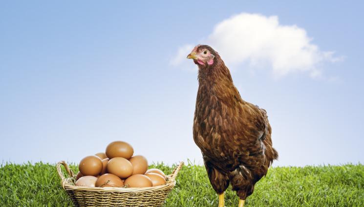 кокошка яйце - ТАЙНАТА ПАДНА: Разкриха кое е първо – яйцето или кокошката! (СНИМКА)