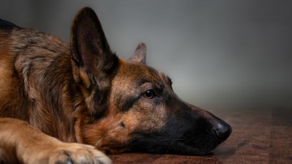6 начина как кучето показва, че е емоционално разстроено