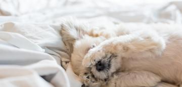 Трябва ли да събудим кучето си, когато сънува кошмар