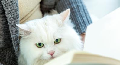 котка у дома