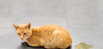 10 причини, поради които женските котки изведнъж маркират с урина